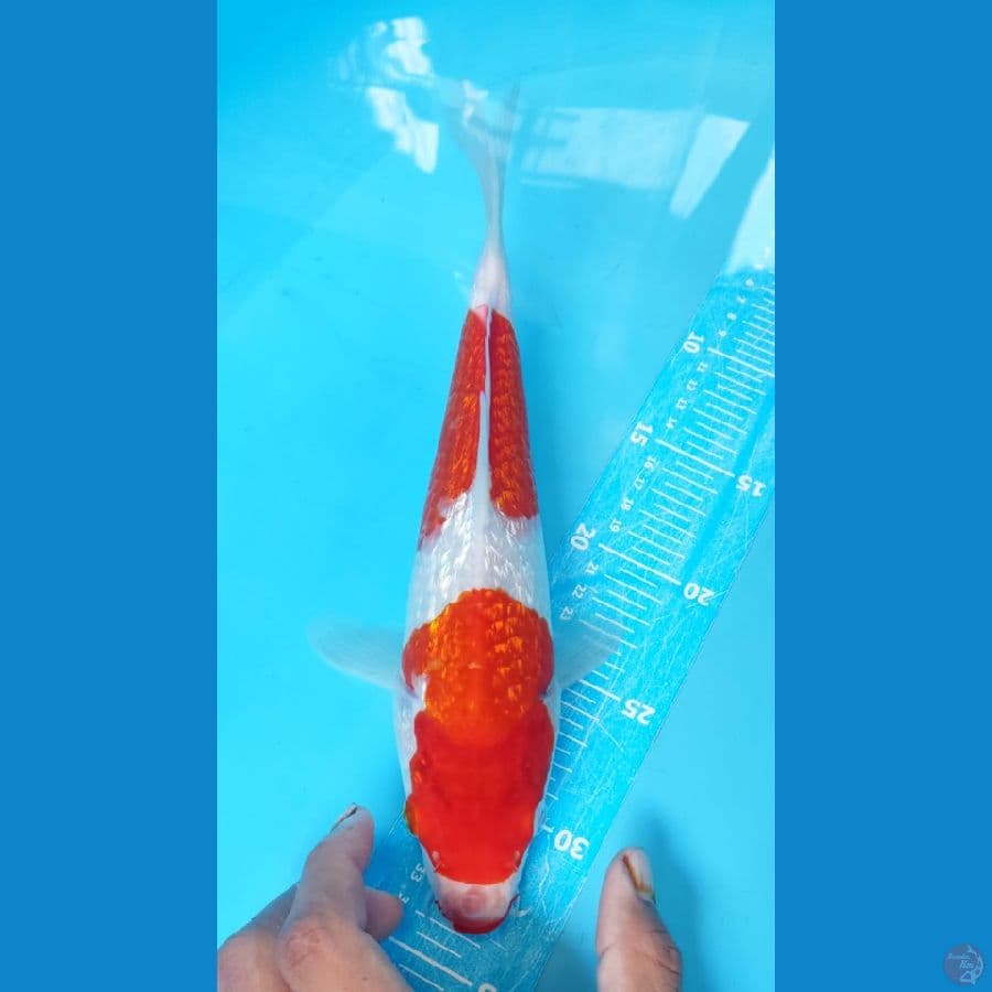 KINGRIN A 32cm