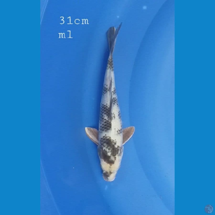 Gin Shiro 31cm/ml