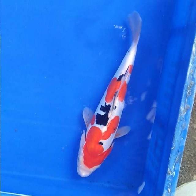 Sanke Doitsu