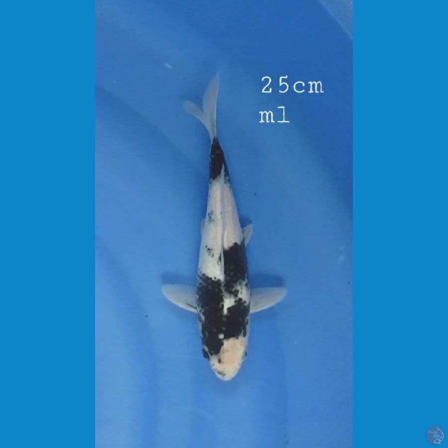 Shiro 25cm/ml