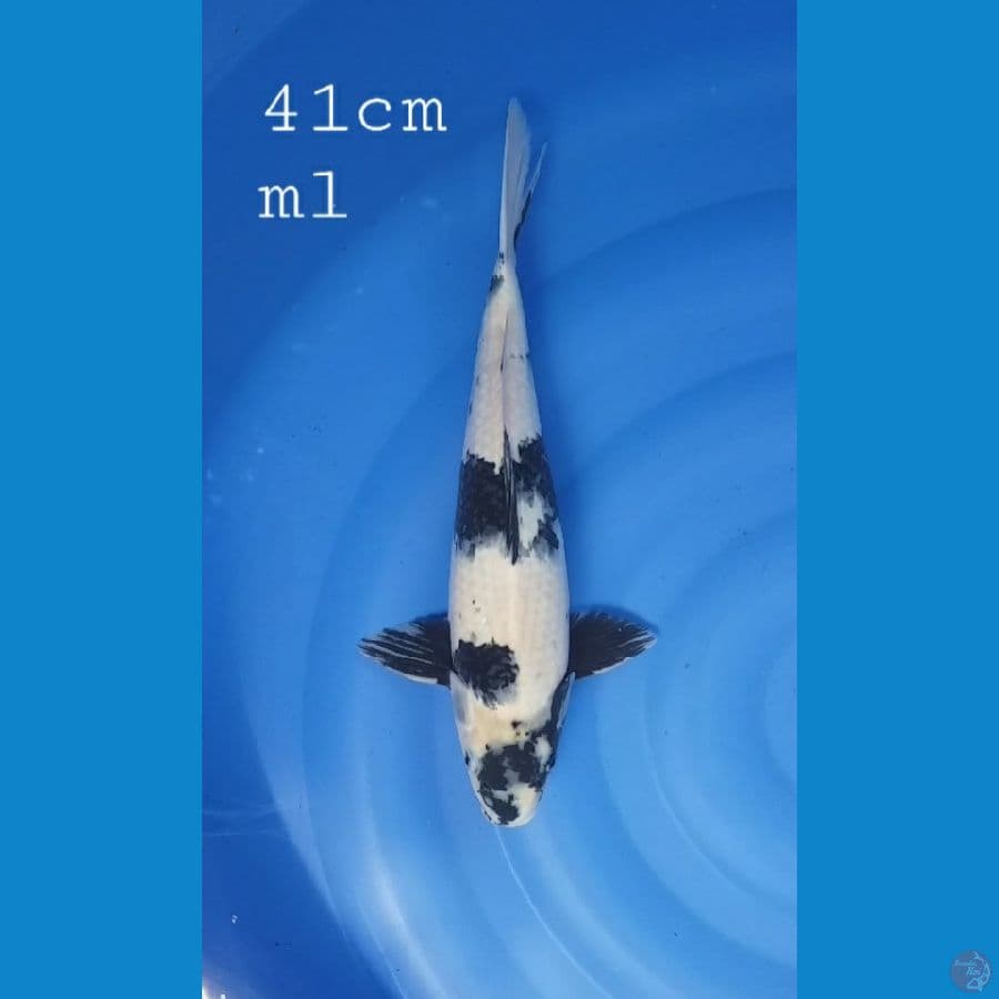 Shiro 41cm/ml