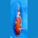 Kohaku Inazuma Bulky