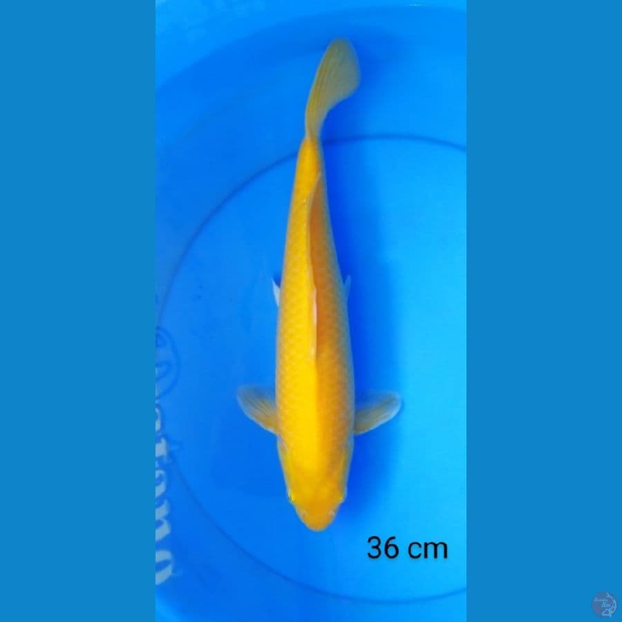 karashi punuk male red eye 36 cm