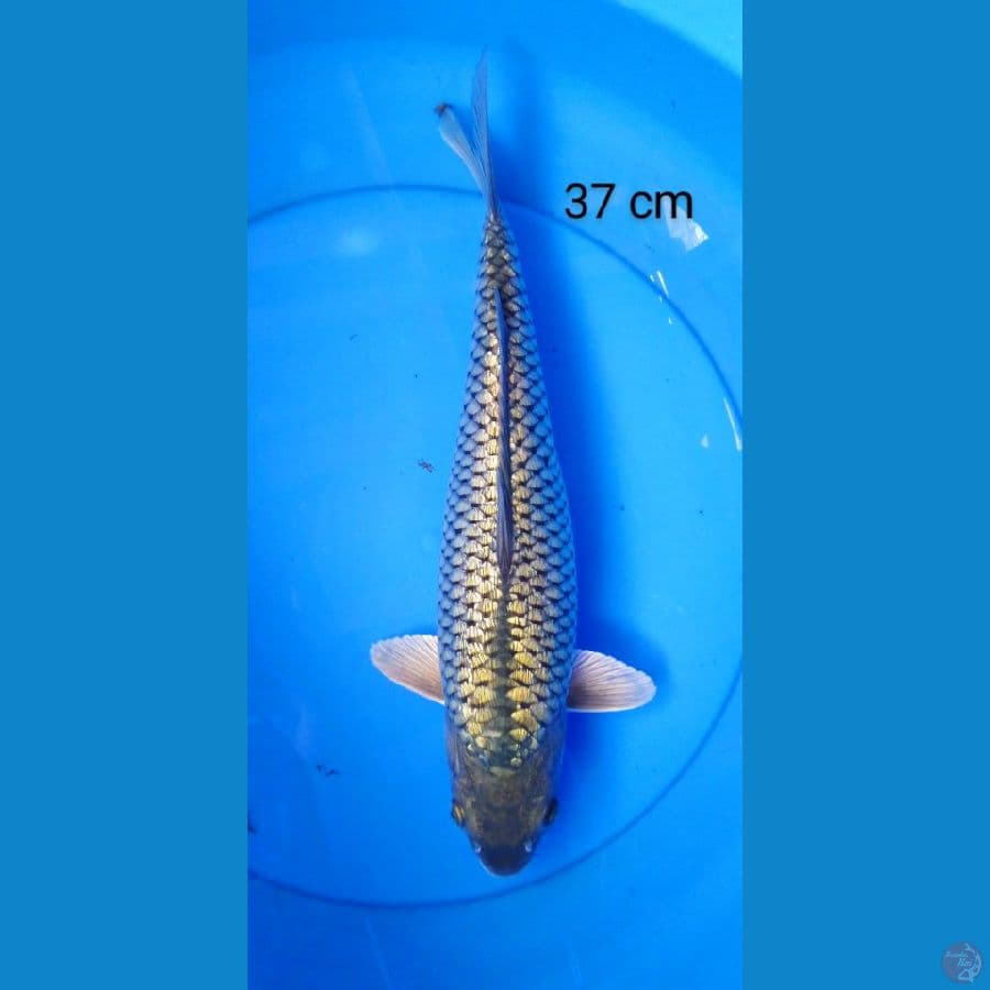 black diamond ginrin punuk  37 cm