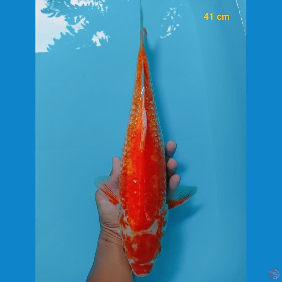 kanoko 41 cm