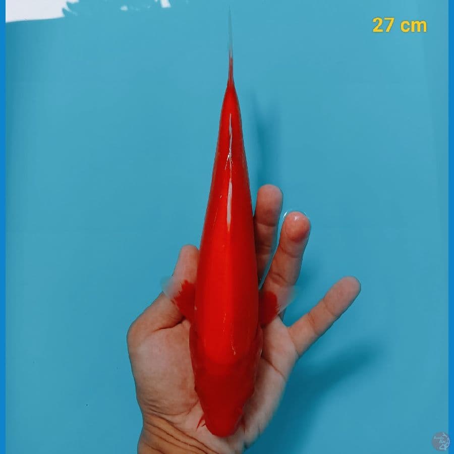 strong akahajiro male 27 cm