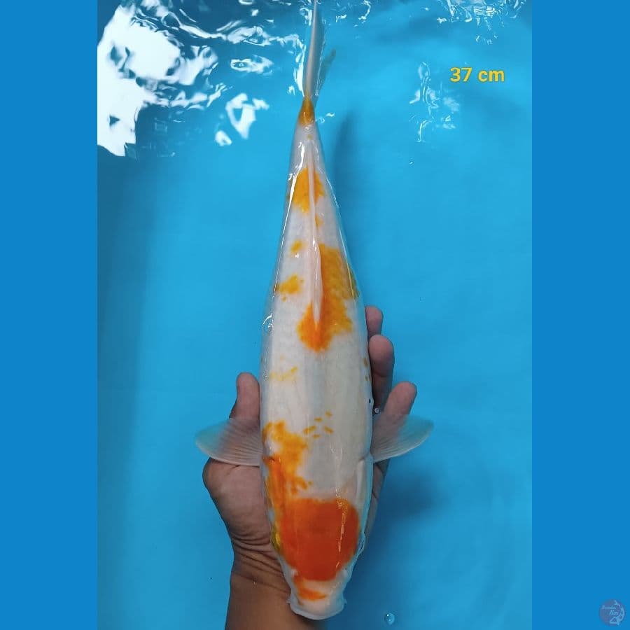 Maruten koyo 37 cm