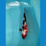 Showa 29 cm male