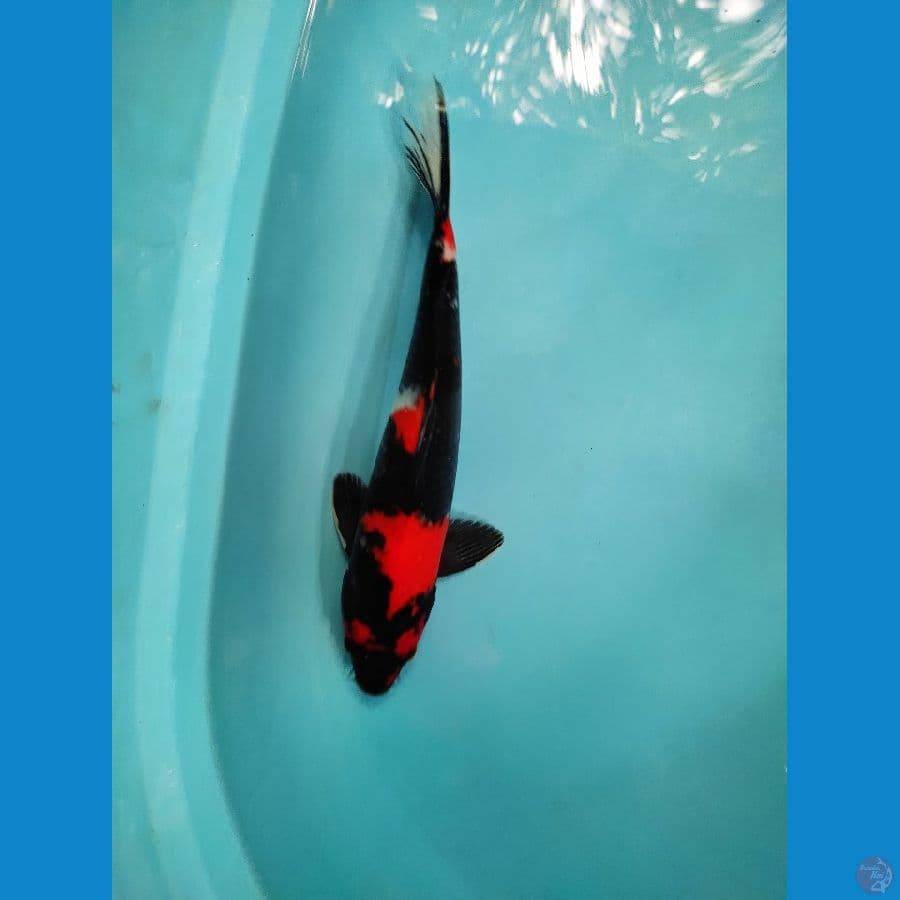 Showa 33 cm strong male