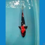 Showa 35 cm male