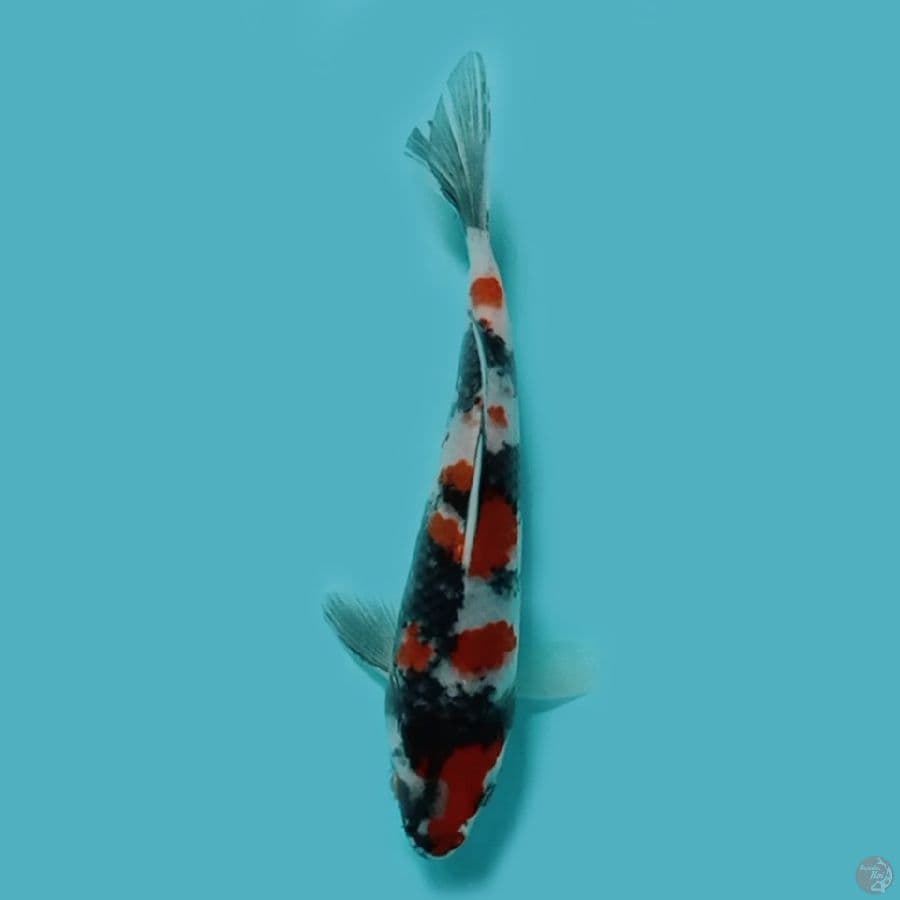 $$ 16cm