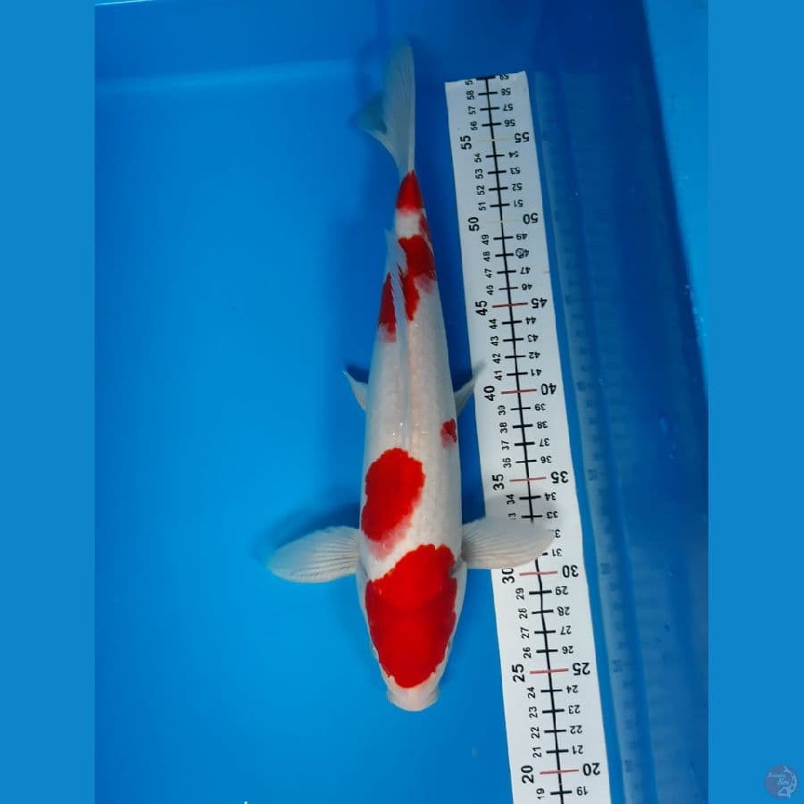 kohaku m 33