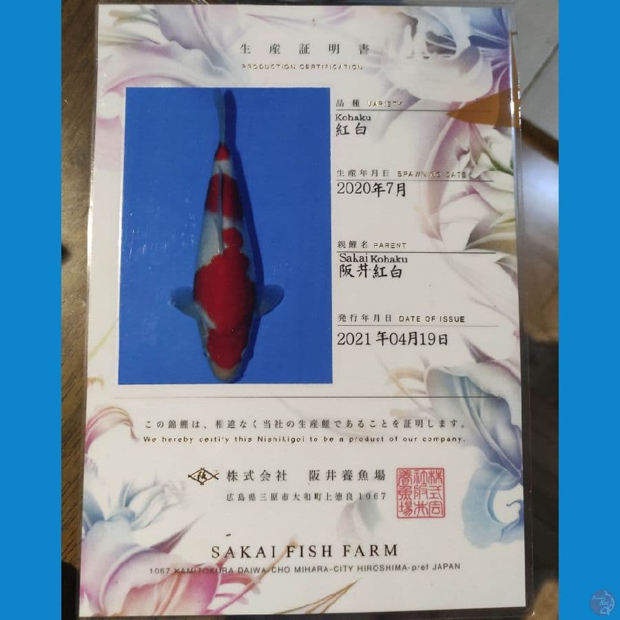Kohaku 50cm