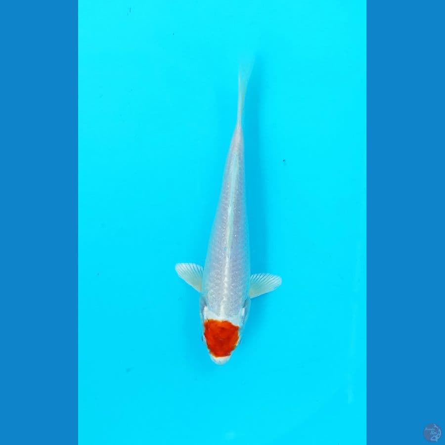tancho 16cm