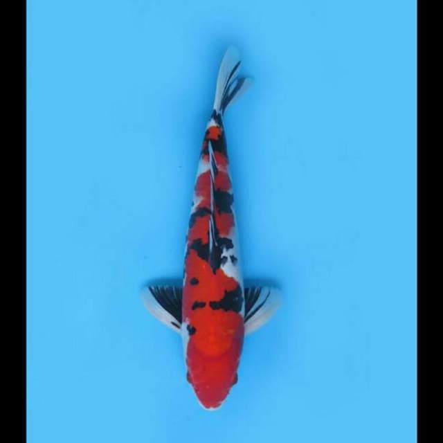 35cm - F1 Red Taisho Sanke