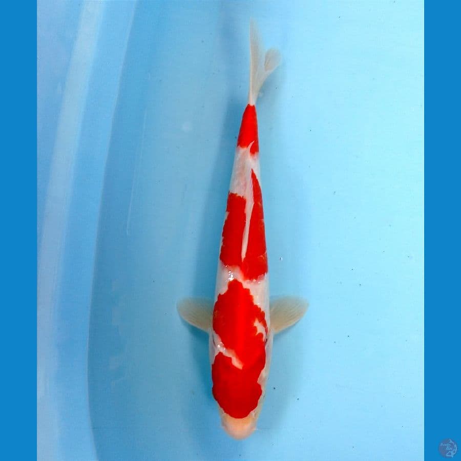 kohaku 30 cm