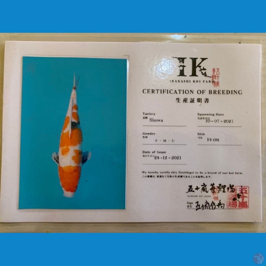 Ikarashi showa 36cm