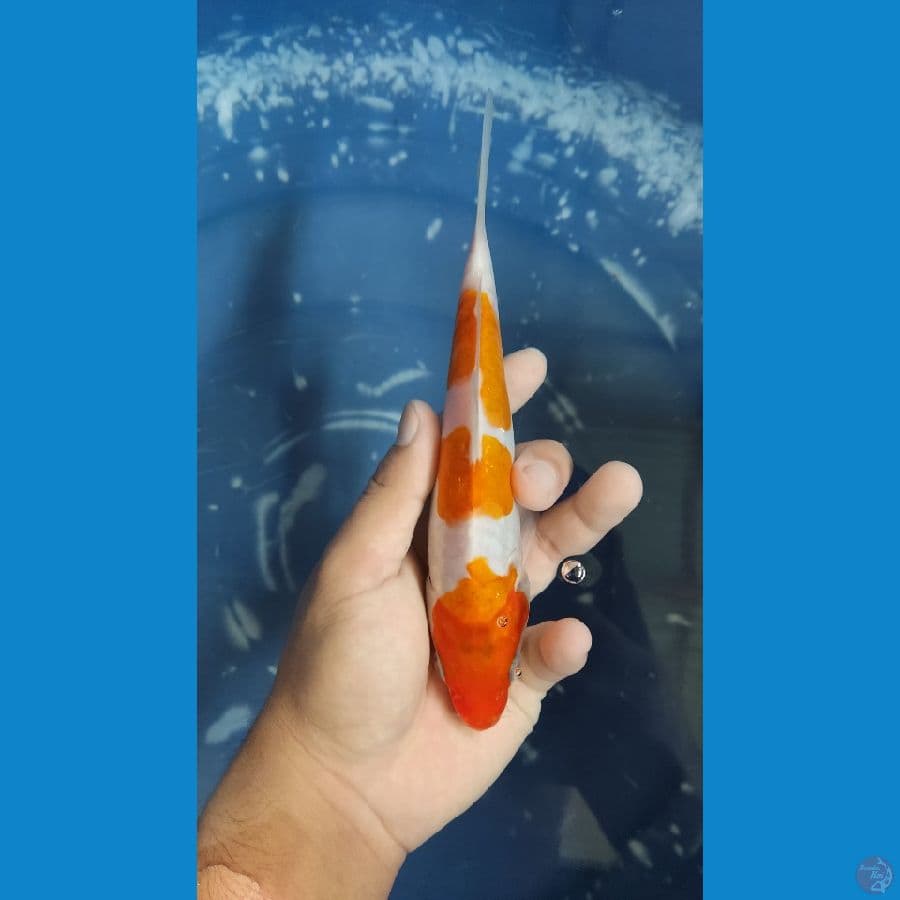 Kohaku 3 step 