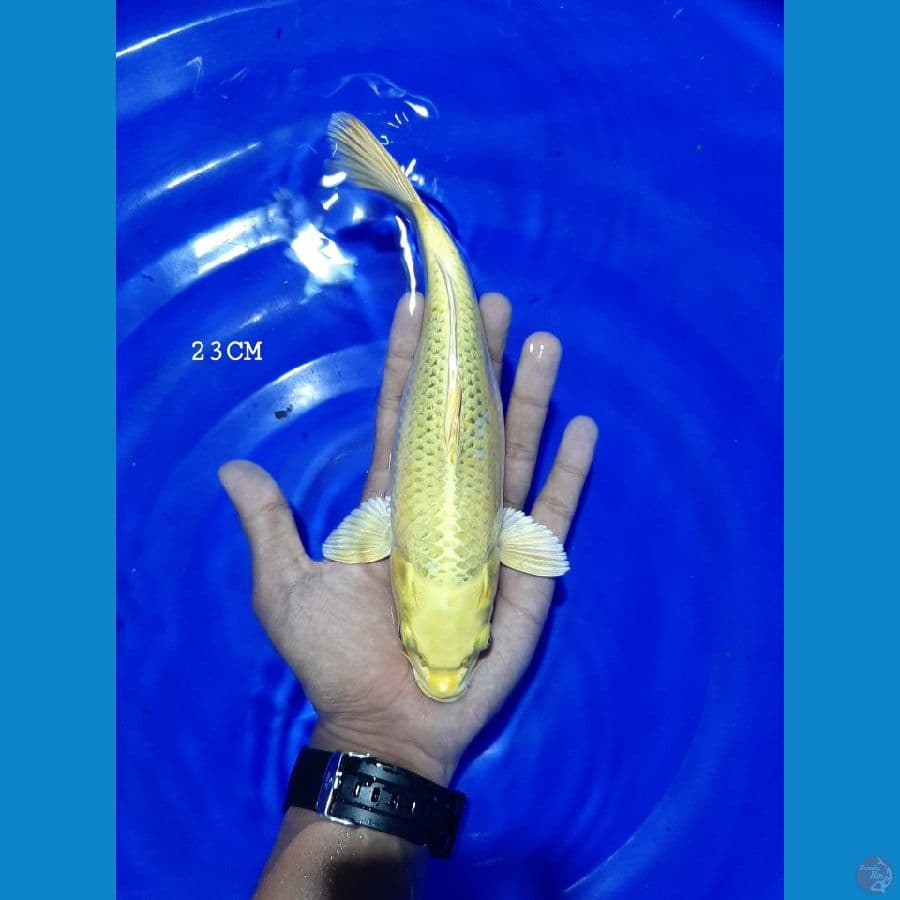 Ogon 23CM