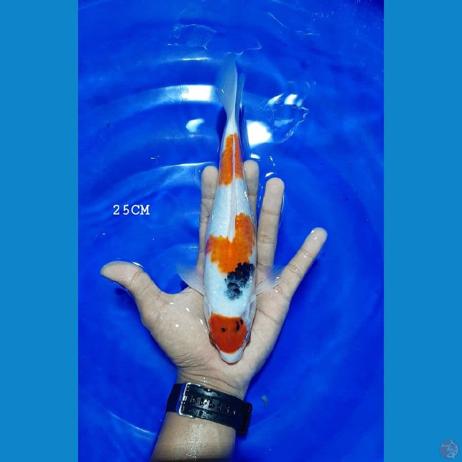Maruten Sanke 25CM