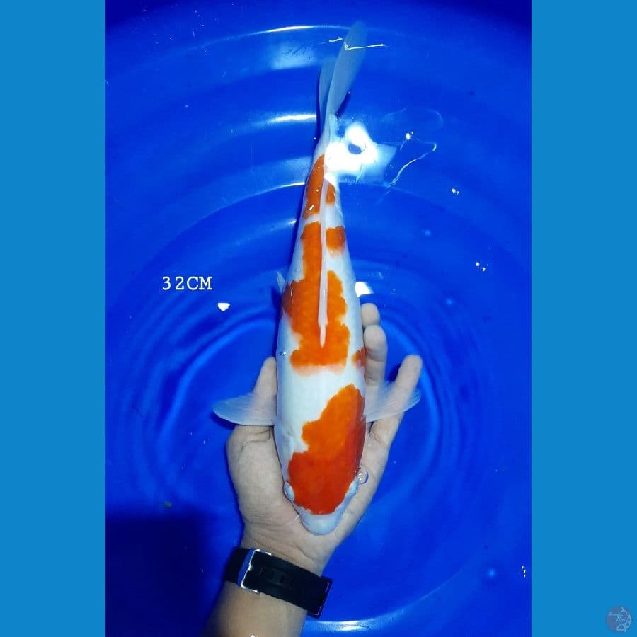 Kohaku Female 32CM