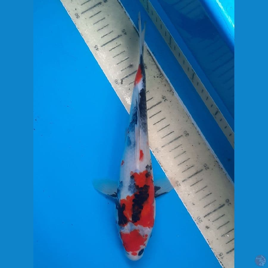 showa 28cm