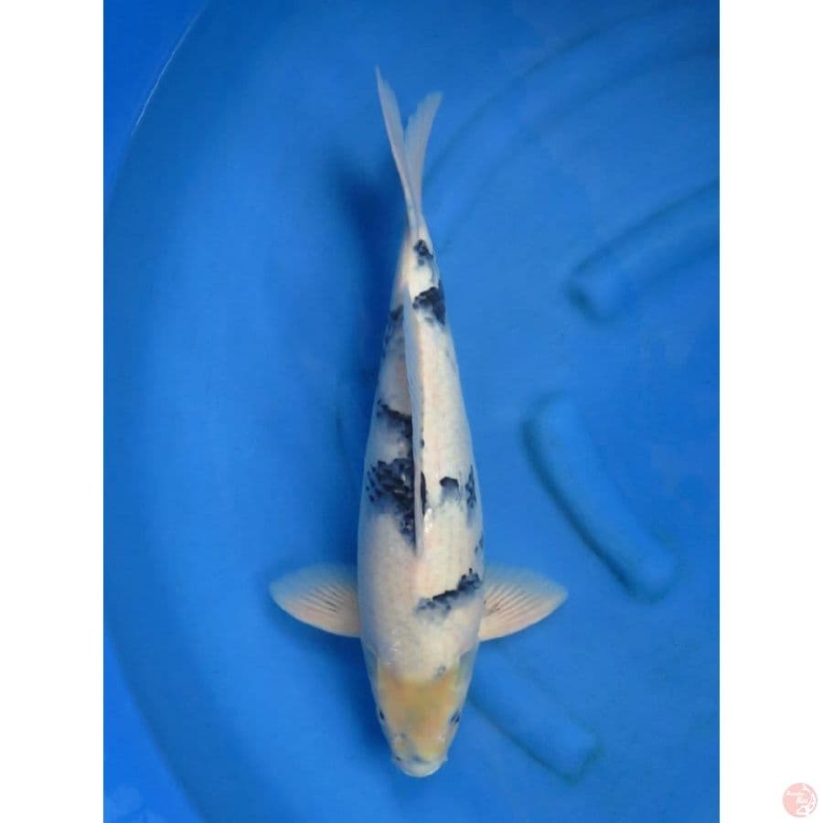 52cm , Jantan - F1 Jumbo Shiro Tategoi 
