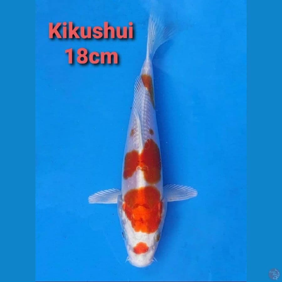 IMPORT SERTI KIKUSHUI 18CM