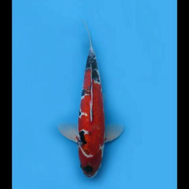 41cm - F1 Showa Doitsu