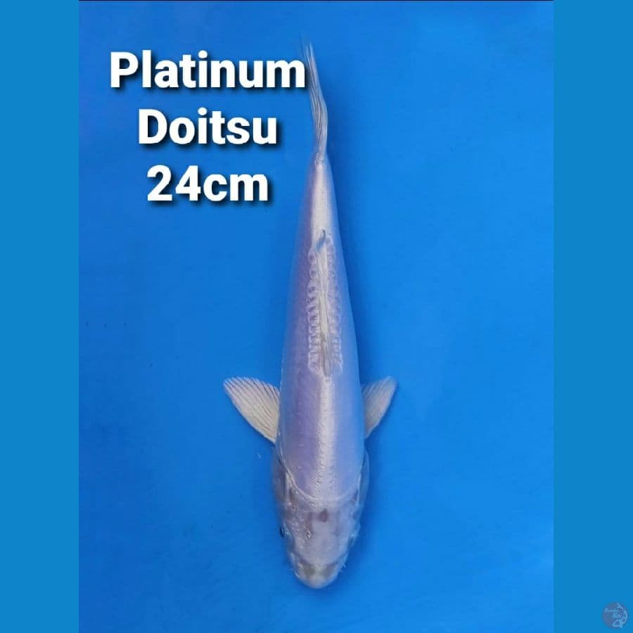 IMPORT SERTI PLATINUM DOITSU 24CM