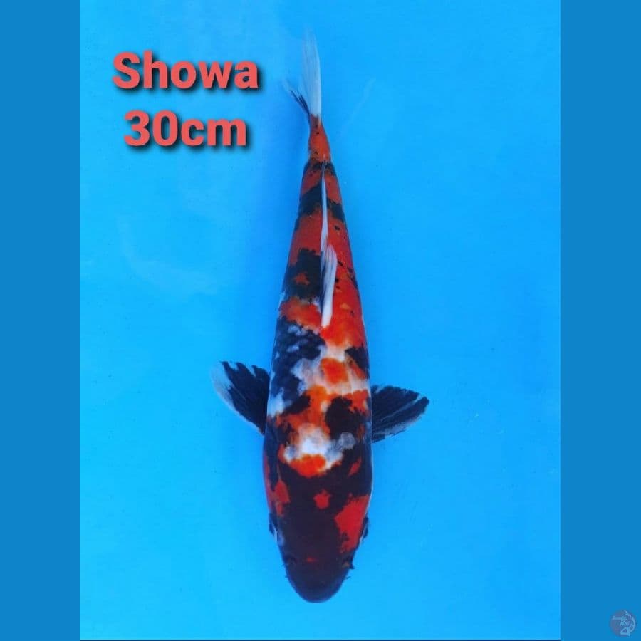 IMPORT SERTI SHOWA 30CM