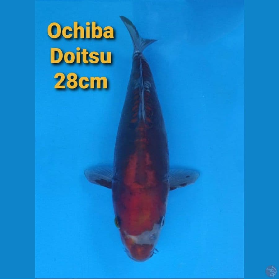 IMPORT SERTI OCHIBA DOITSU 28CM