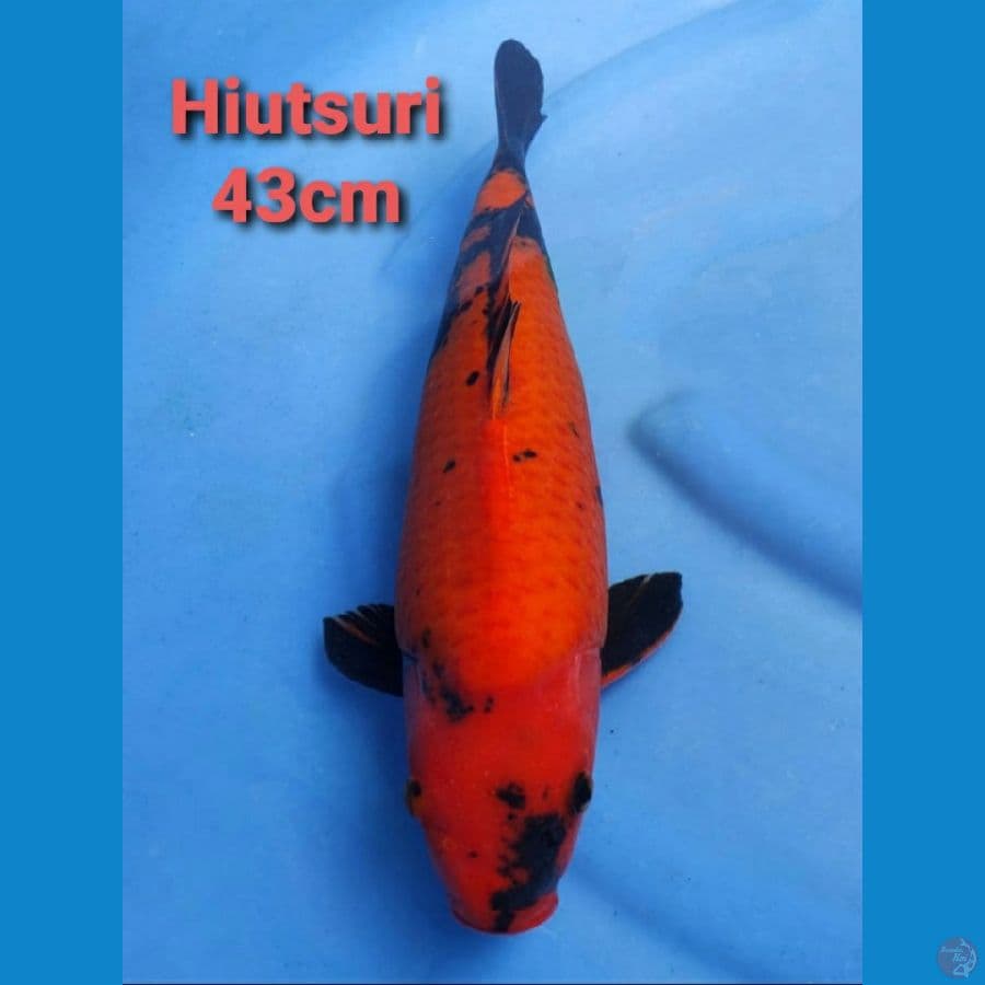 IMPORT SERTI HIUTSURI 43CM