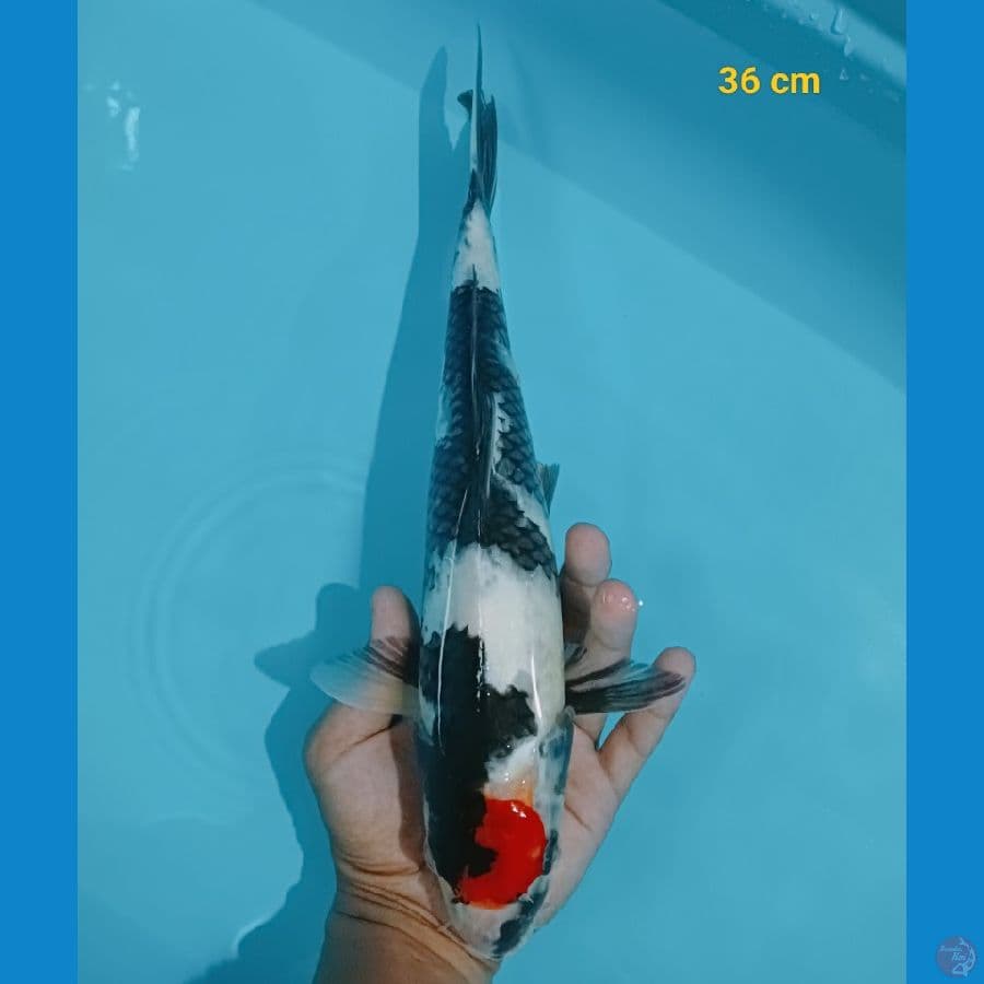 Tancho showa 36 cm 