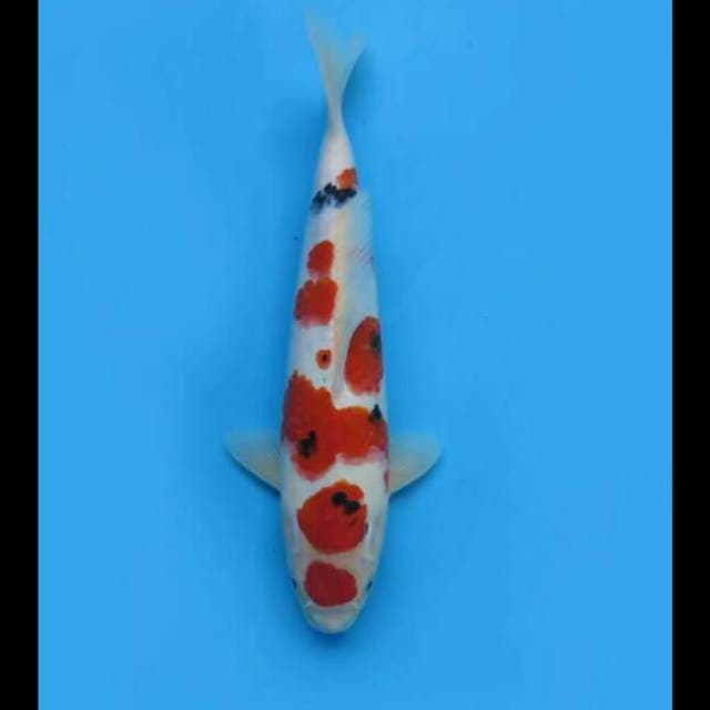 31cm - F1 Maruten Sanke Original 