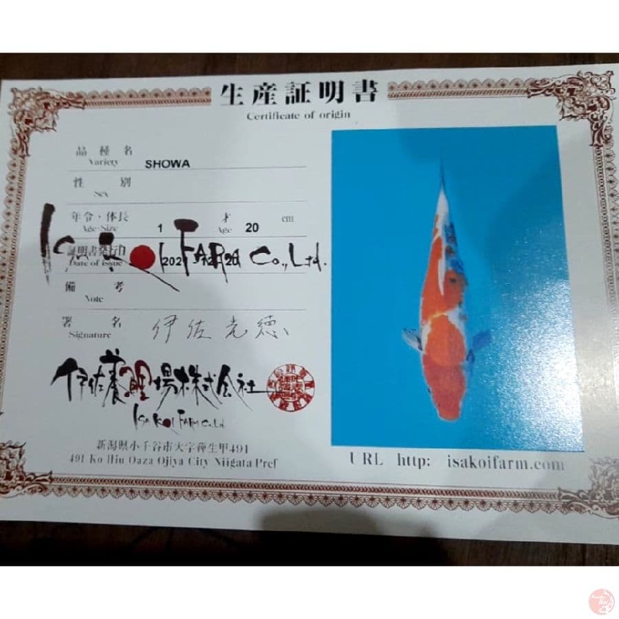isa showa 36cm 