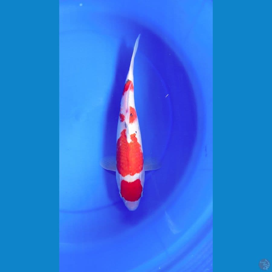 Maruten Sanke M 39Cm