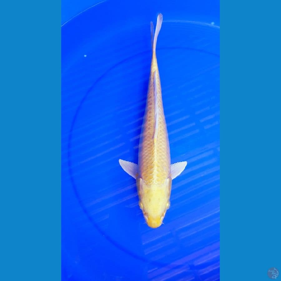 Yamabuki Ogon F39Cm