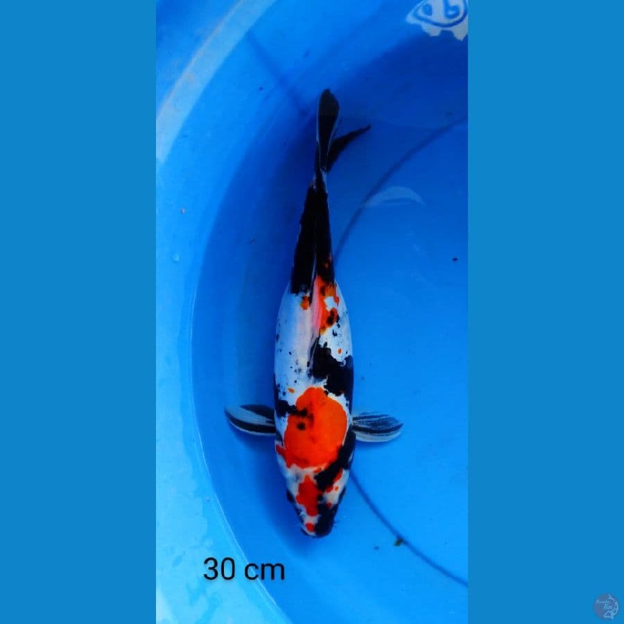 showa doits 30 cm