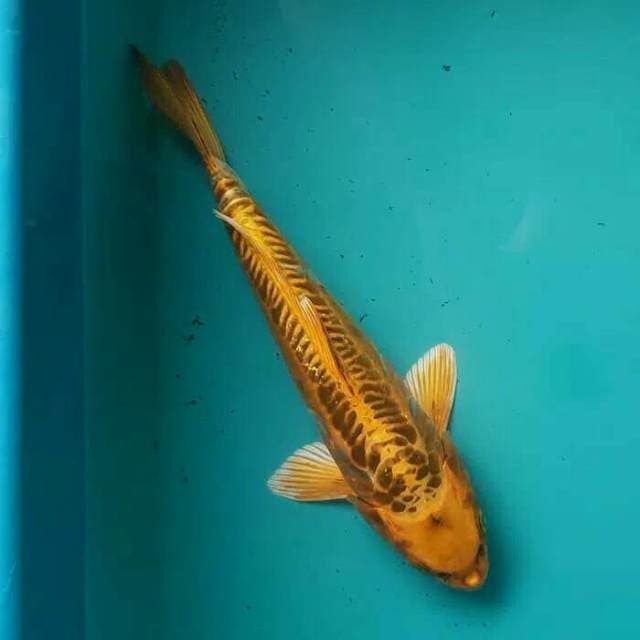 Mizuho 30cm, antik