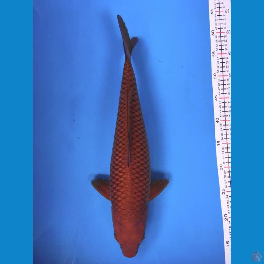 Chagoi Female 45cm