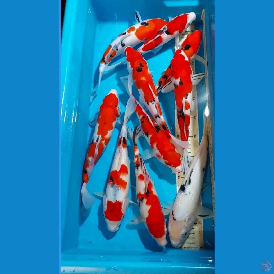 SANKE 27-31 CM 10 EKOR