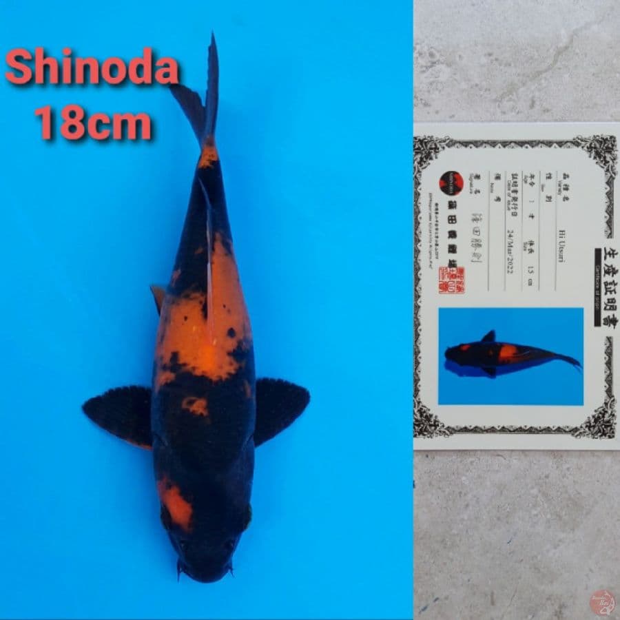 SHINODA HIUTSURI 18CM