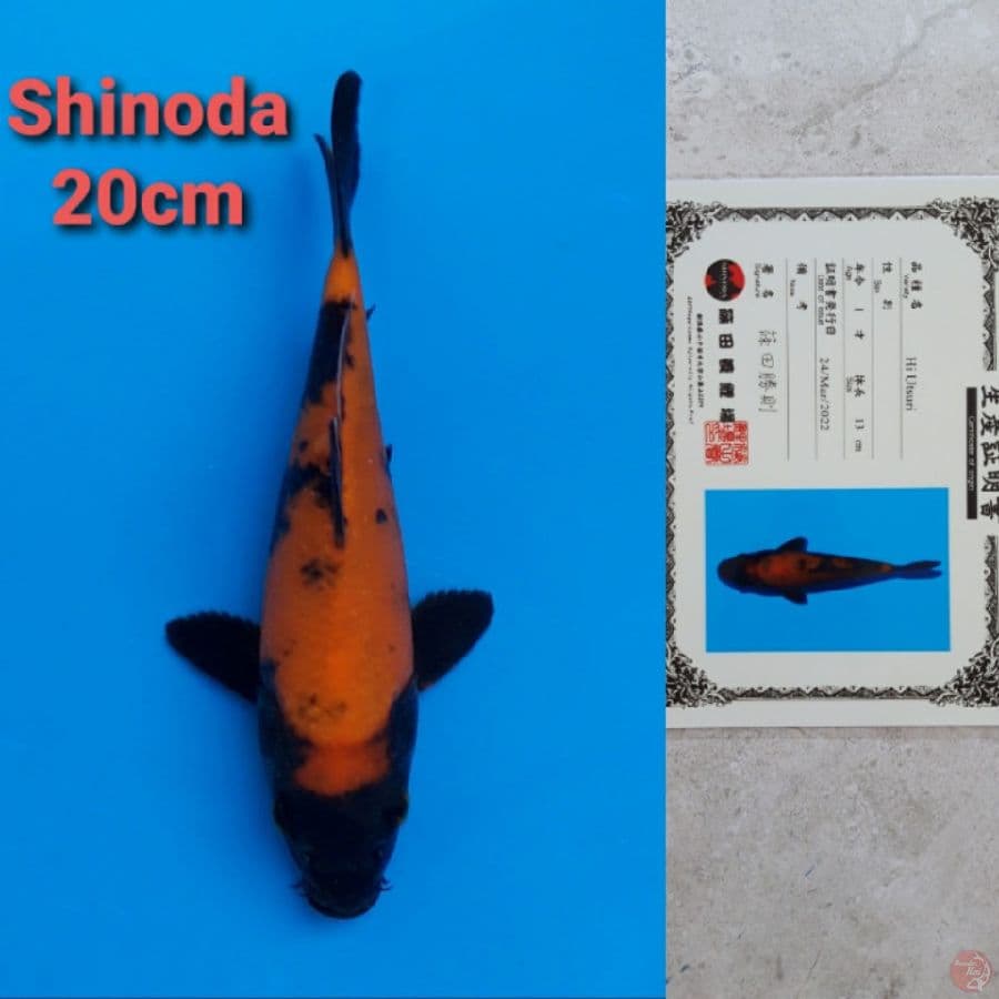 SHINODA HIUTSURI 20CM