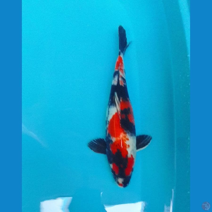 IZUMIYA - SHOWA SANSHOKU 36cm™