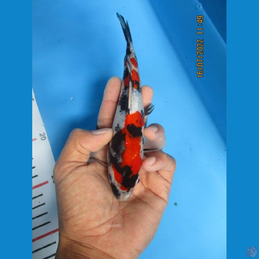 MKC KOI GRUB
