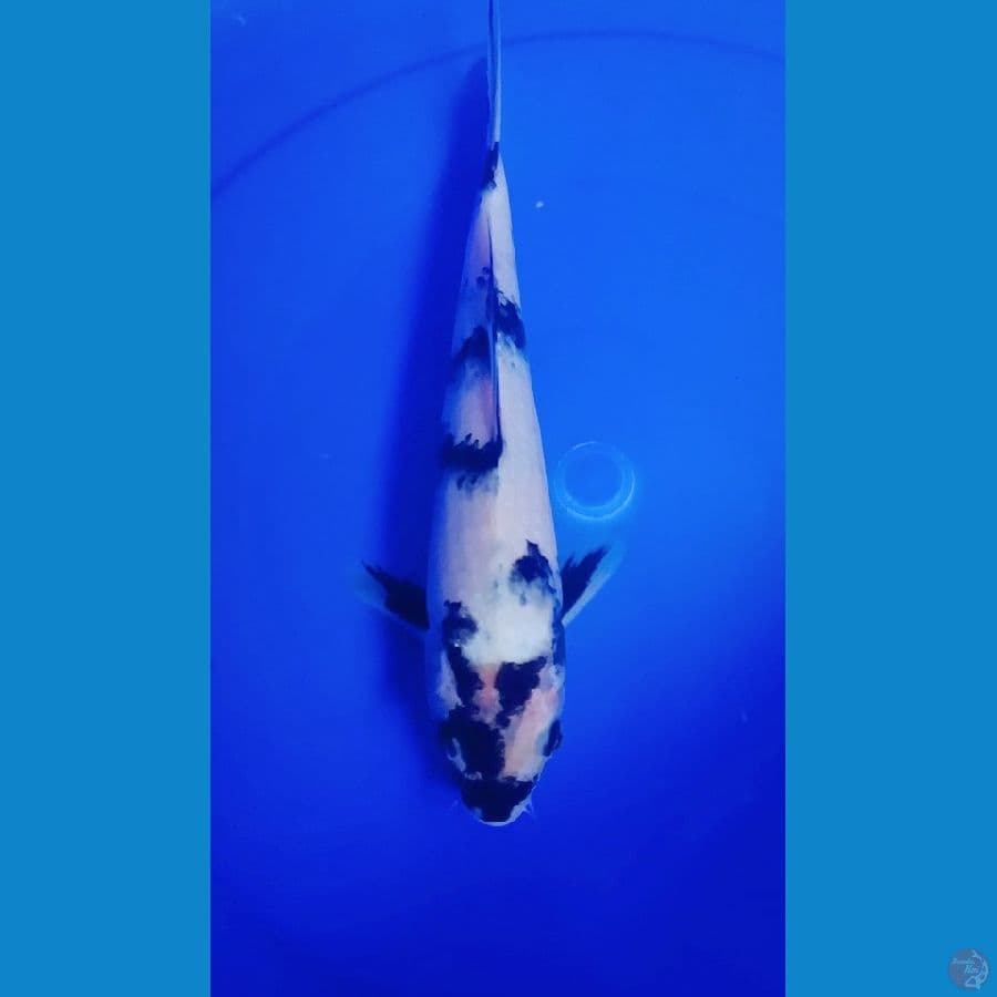 Shiro 27cm