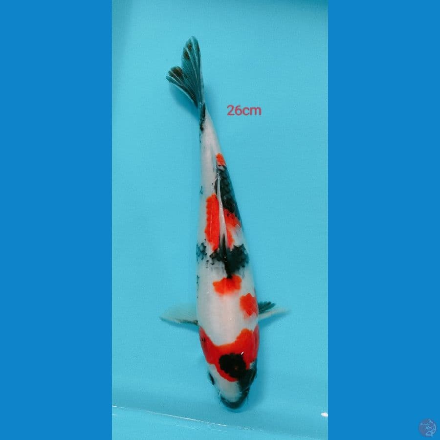 SHOWA 26 cm