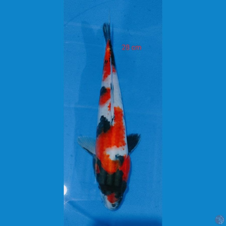 SHOWA 28 cm