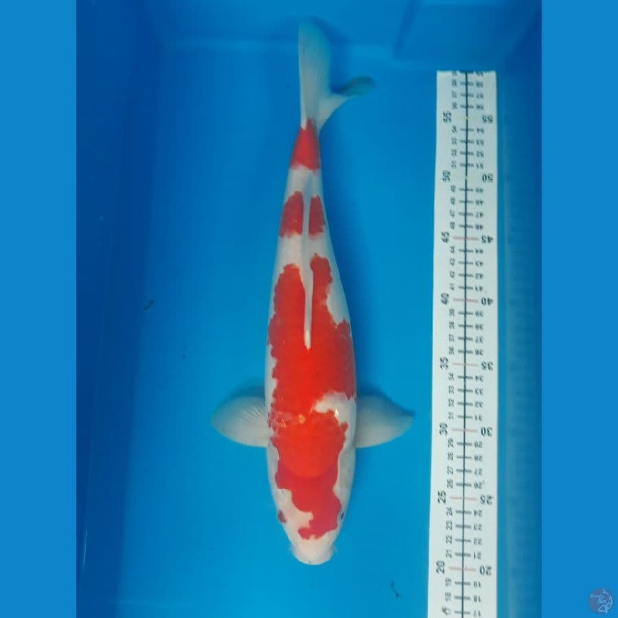 kohaku F 38